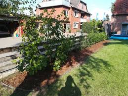 Projekt Beetumrandung Erfolgreich Abgeschlossen Garten Gartnern Beet Hecke Lorbeer Kirschlorbeer Rindenmulch Gartengestaltung Beetumrandung Bauerngarten