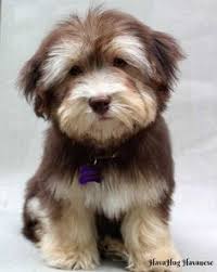 These fur babies are our newest addition to the cavapoos r us family. 500 Happy Havanese Ideas Havanese Havanese Dogs Havanese Puppies