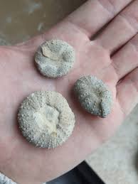 Image result for Dissotis falcipila