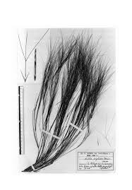 Image result for Aristida scabrivalvis