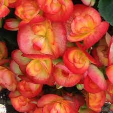 I Will Have This Begonia On My Front Porch Next Year Stunning Begonia Flowers Dahlia