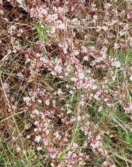 Image result for Cuscuta abyssinica