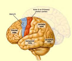This mri brain cross sectional anatomy tool is absolutely free to use. The Brain From Top To Bottom
