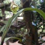 Image result for Polystachya galeata