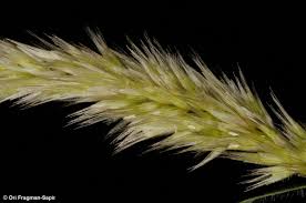 Image result for Enneapogon desvauxii