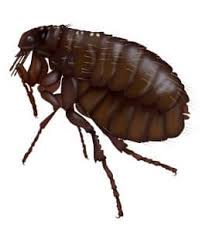 The small red mites known as chiggers can be a real annoyance when they bite you. Fleas In Middle Tennessee Brentwood Nashville Flea Control