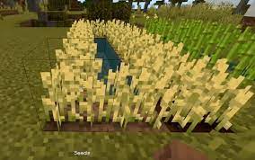 Maybe you would like to learn more about one of these? How To Get Wheat In Minecraft Minecraft Wheat Farm