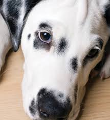 As you can see, they're very playful and pleased. Dalmatian North Elm Animal Hospital