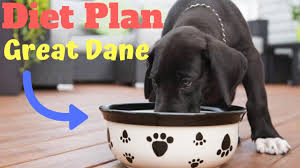 Diet Plan Of Great Dane In Hindi Diet Plan Animal Channel Hindi