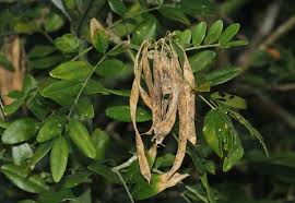 Image result for Mundulea