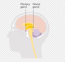 Maybe you would like to learn more about one of these? Thumb Human Behaviour Diagram Otak Kelenjar Pituitari Tangan Manusia Png Pngegg