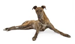Greyhounds are tall dogs with long legs and deep chests. Dog Adoption Adelaide Sa Adopt A Greyhound Greyhounds As Pets