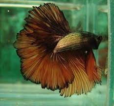 Copper Betta Fish Google Search Betta Fish Types Betta Fish Betta