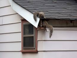 Albany county, schenectady county, rennselear county, saratoga county squirrel removal & identification: How To Remove Squirrels From Attic Spaces And Squirrel Prevention Tips Precise Termite Pest Control