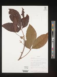 Image result for Allophylus abyssinicus