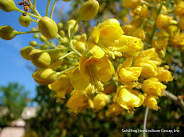 Image result for Caesalpinia rostrata
