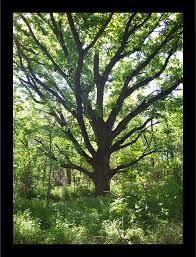 Image result for Rhynchosia nyasica