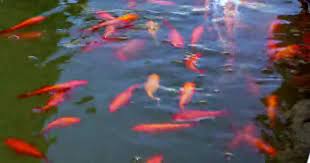 Kalau budidaya ikan koi di indonesia salah satu wilayah yang menjadi ikonnya adalah blitar, jawa timur. Kolam Ikan Emas Stok Video Kolam Ikan Emas Rekaman Bebas Royalti Depositphotos