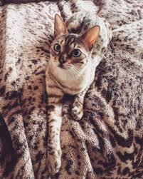 This cattery has not been inspected by and is not endorsed by the international cat association, inc. Emily Quantrill On Twitter Treats I Need Treats Ma Bengal Cat Kitten Bengalcat Asianleopard Leopard Leopardcat Seallynx Seallynxpoint Snowbengal Snow Https T Co 5cy5f3ohoa