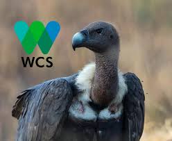 The picture is as gloomy with the egyptian vulture that is. The White Rumped Vulture Is Already On The Critically Endangered List And Is Slipping Away Closer To Becoming Wildlife Conservation Society Animals Endangered