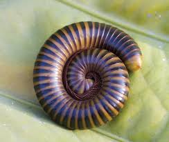 Both millipede species are introduced to the u.s. Millipede Care Sheet Petco