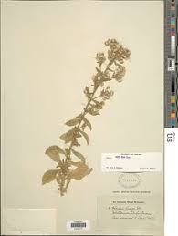 Image result for Blumea axillaris