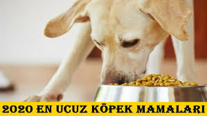 2020 En Ucuz Kopek Mamalari Nelerdir Renkli Pati