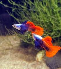 Rare F1 Usa Bred Platinum Dumbo Red Tail Guppy Trio 20 00 Expedited Shipping Pair Of Poecilla Reticulata Platinum Dumbo Red In 2020 Guppy Fish Guppy Aquarium Fish