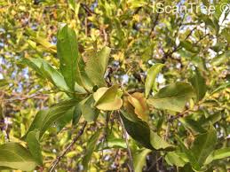 Image result for Combretum apiculatum