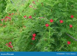 Image result for Ipomoea quamoclit