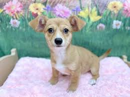 Petland has a variety of puppies for sale in ohio, including french bulldogs, great dane puppies, german shepherds, english bulldog, chihuahuas & many more! Dogs Puppies For Sale Petland Chillicothe Ross County Oh