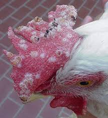 Keeping chickens in the backyard. 13 Common Chicken Diseases You Should Know And How To Treat Them