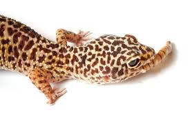 leopard gecko care sheet