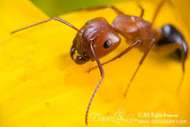 Black And Yellow Centipede North Carolina Fire Ant Photo Gallery By Daniel S Lim Ants Ant Insect Fire Ants