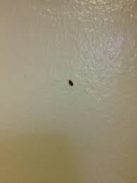 small insects in kitchen cupboards