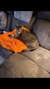 Happy National Cat Day! We love all our babies…Garfield, Sophie and Charlie  ♥️♥️♥️ #nationalcatday #cats #catsoffacebook #cutie #sweetie #kittycuddles