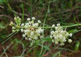 Image result for Asclepias adscendens