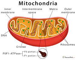 Maybe you would like to learn more about one of these? Mitochondria Definition Structure And Function With Diagram