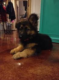 German shepherds puppies are born with floppy ears. German Shepherd Puppy One Ear Up One Ear Down We Are Half Way There German Shepherd German Shepherd Puppies Puppies