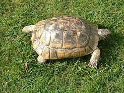 Greek Tortoise Wikipedia