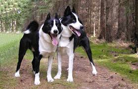 Image result for karelský medvědí pes