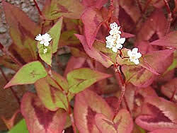 Image result for Persicaria nepalensis