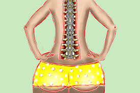 Most fish have bodies that are covered with scales. Vertebrates Are Animals With Backbones Mnemonic