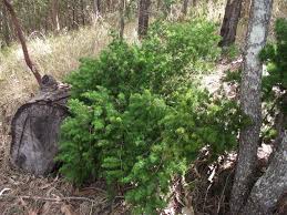 Image result for Asparagus macowanii