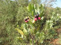 Image result for Osyris compressa