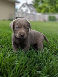 Their loyalty and independence make them a perfect pet for beginners. Pin On Labrador Retriever Puppies Dogs For Sale
