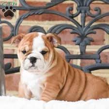 A dedicated bulldog rescue in the pacific northwest. English Bulldog Puppies For Sale Greenfield Puppies