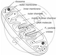 Ribosomes and rough endoplasmic reticulum (rer) ribosomes are the site of protein synthesis, and can occur freely in the cytoplasm though. Write Short Note On The Following A Golgi Apparatus B Mitochondria Science Shaalaa Com