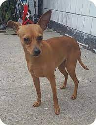 The miniature pinscher chihuahua mix, or chipin dog, is a cross between a purebred miniature pincher and a purebred chihuahua. Chihuahua Zwergpinscher Mix Pets Lovers