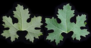 Image result for Momordica cardiospermoides